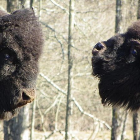 Parc Animalier Du Herisson Villa Doucier Ngoại thất bức ảnh