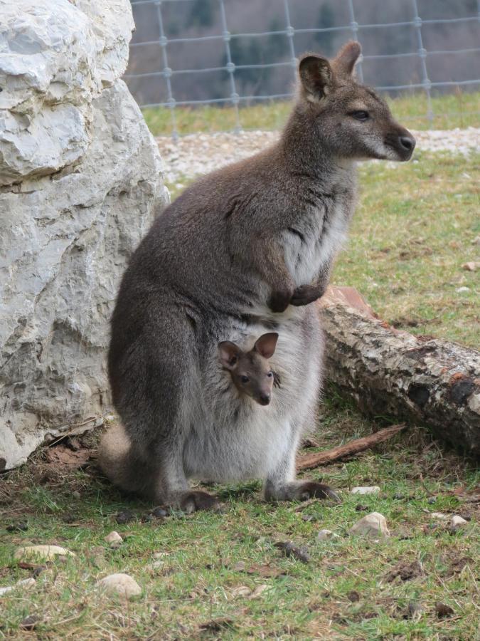 Parc Animalier Du Herisson Villa Doucier Ngoại thất bức ảnh